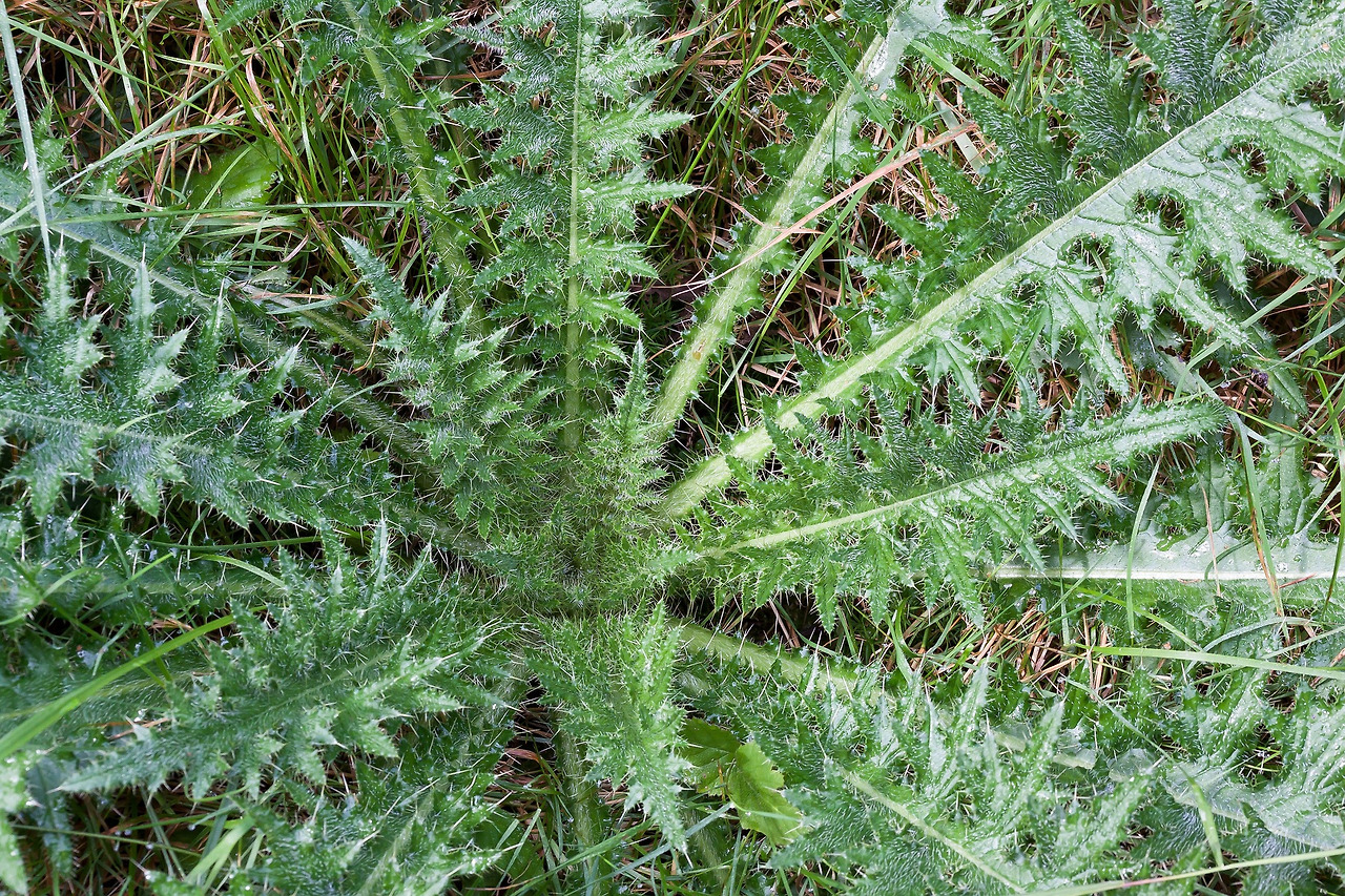 thistle-439189_1920.jpg