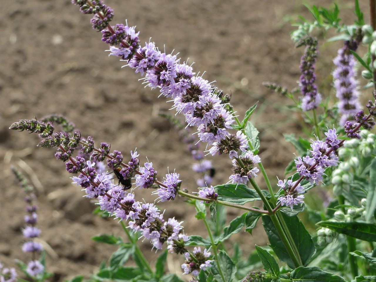 mentha-spicata-855547_1920.jpg