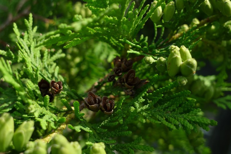 P1410213 서양측백나무 꽃.jpg