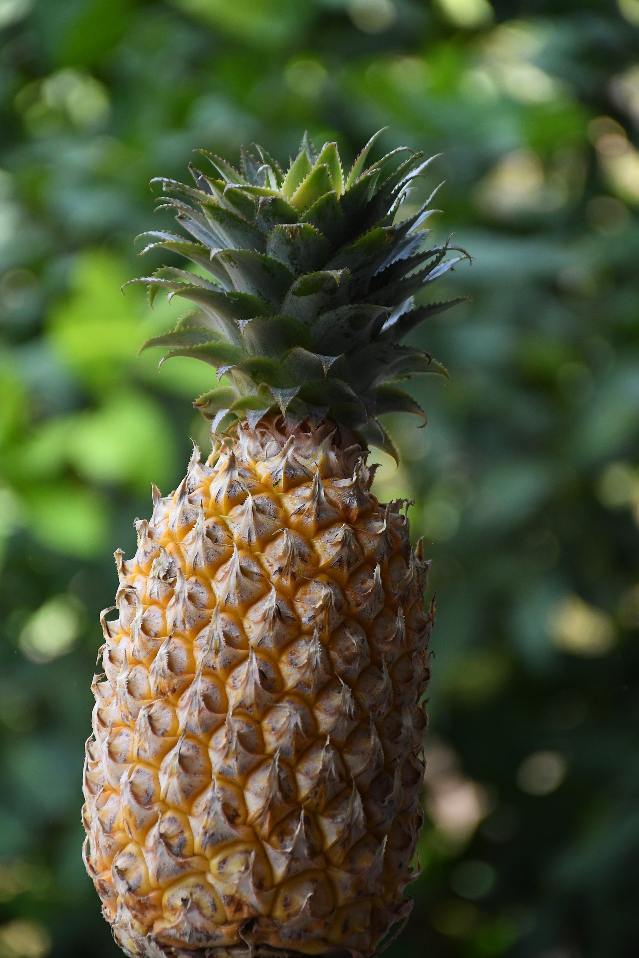pineapple-4920947_1920.jpg