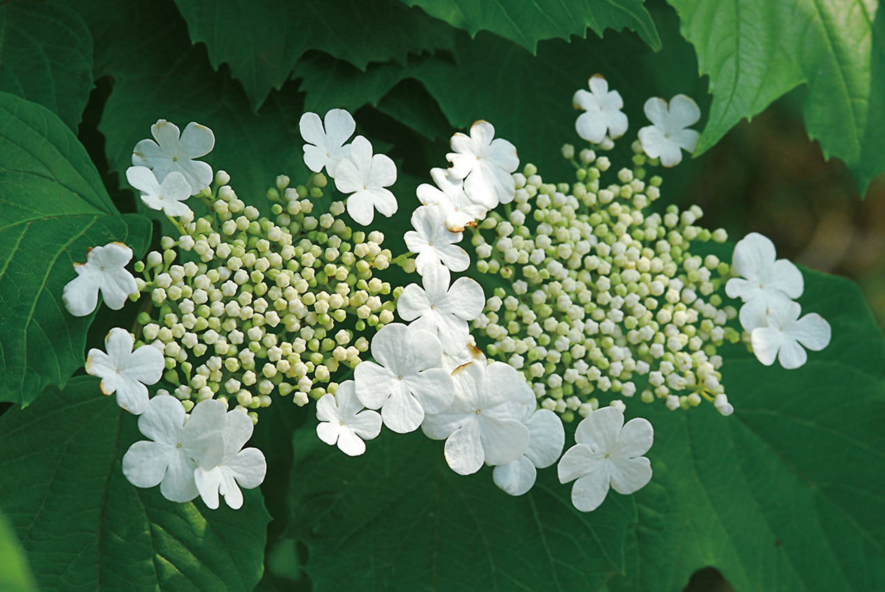 guelder-rose-1174675_1920 백당나무꽃.jpg