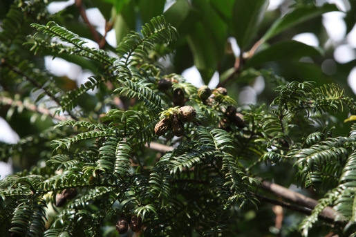 비자나무 국립수목원  (16).jpg