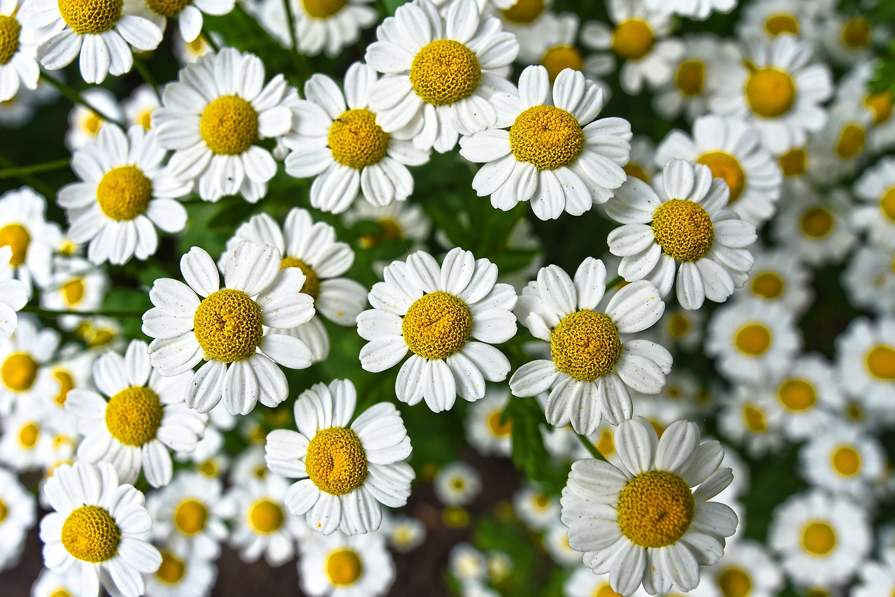 chamomile-3489847_1920.jpg