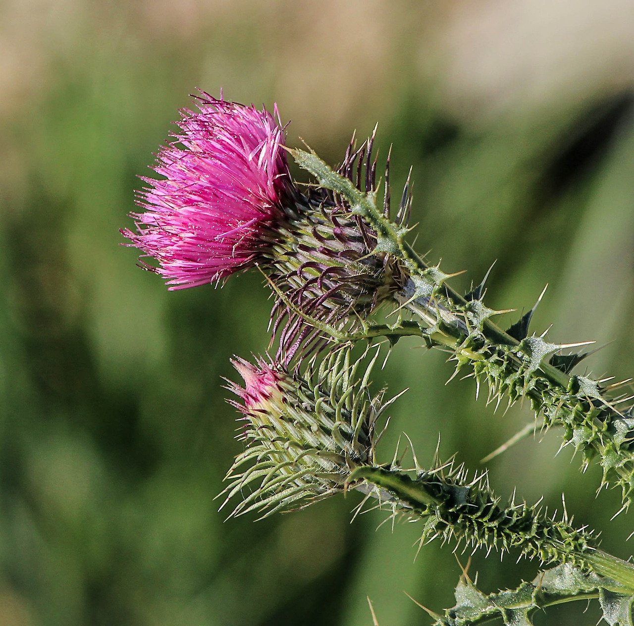 thistle-201844_1920.jpg