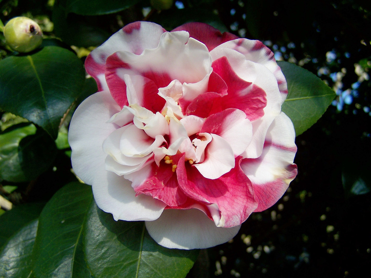 camellia-1175056_1920.jpg
