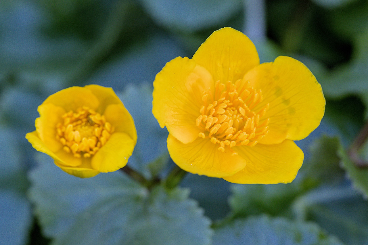 marsh-marigolds-6220426_1920.jpg