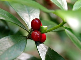 다운로드 (1) 백서향 열매.jpg