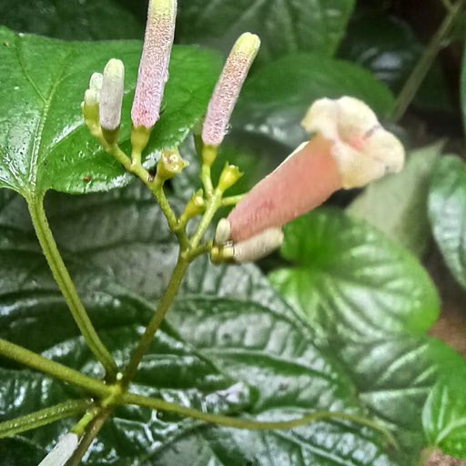 12단지 유치원 칸나, 봉선화, 계오등 070.jpg