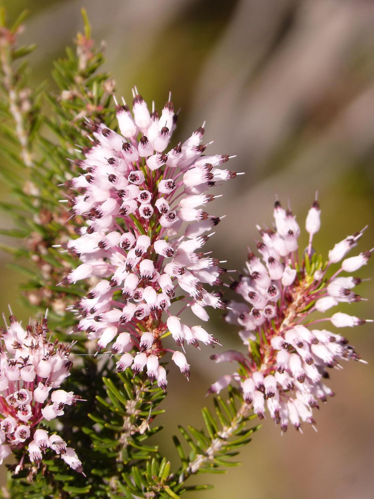 erica-multiflora-4013337_1920.jpg