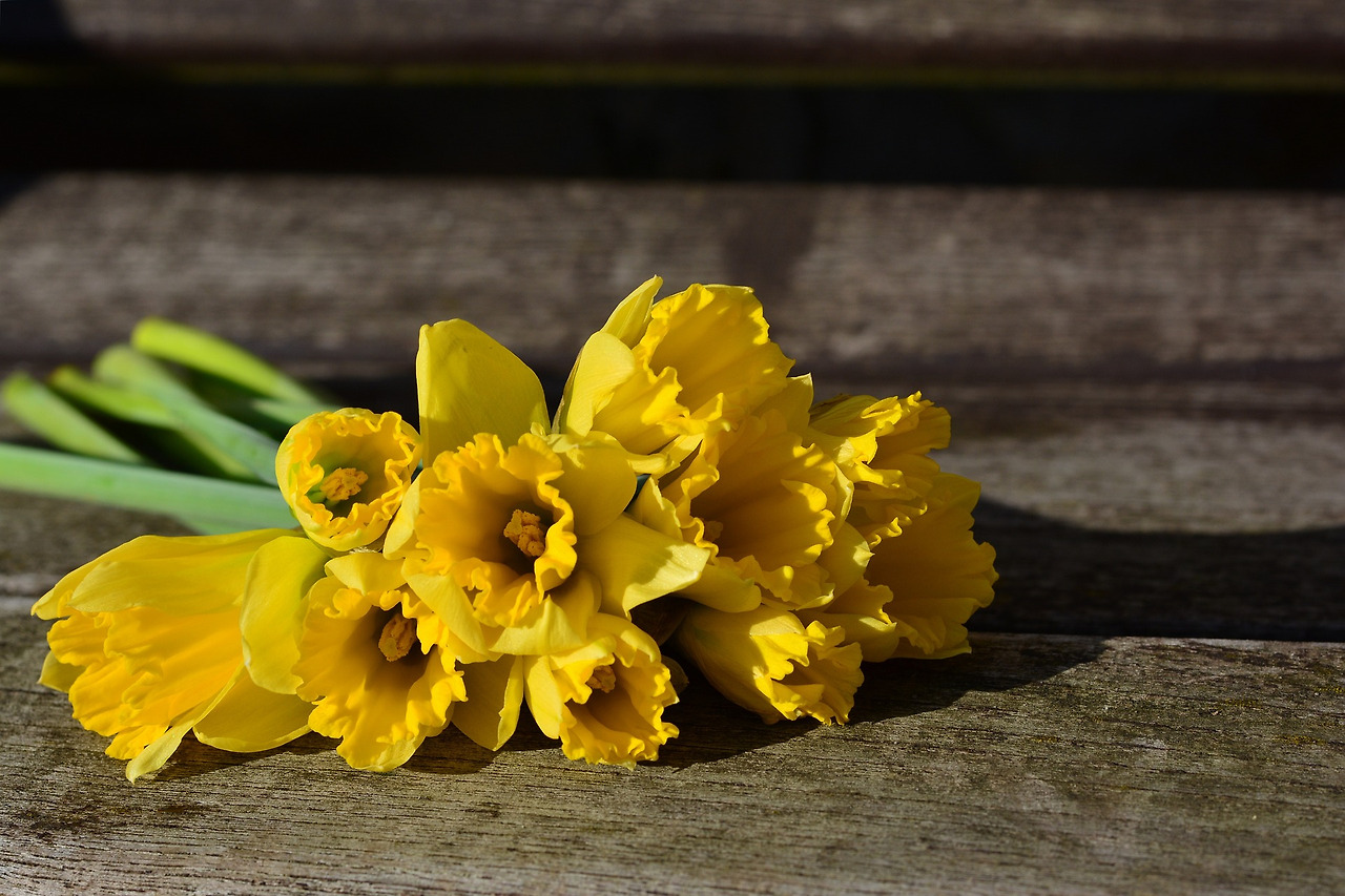 daffodils-3152611_1920.jpg