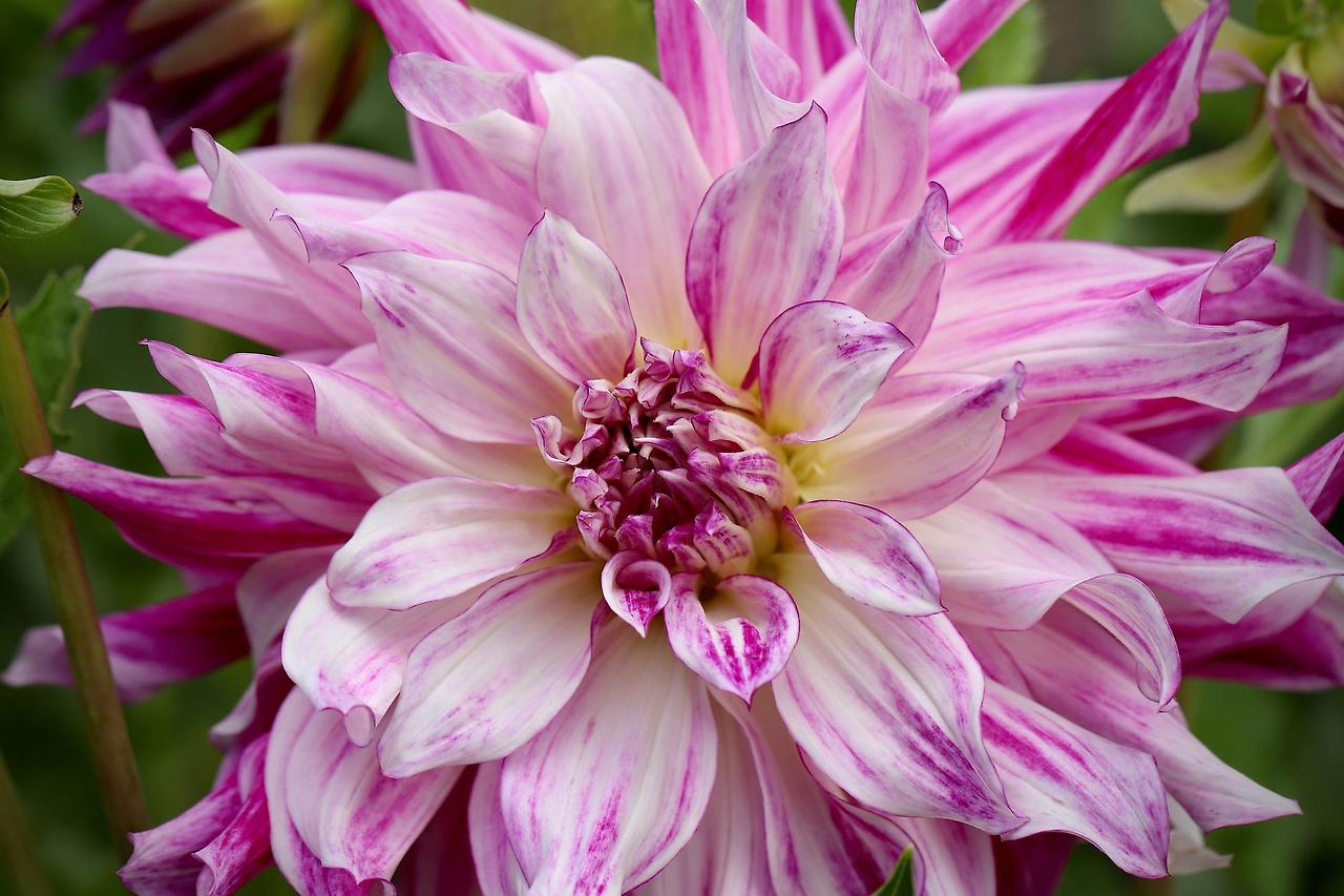 dahlia-4421251_1920.jpg