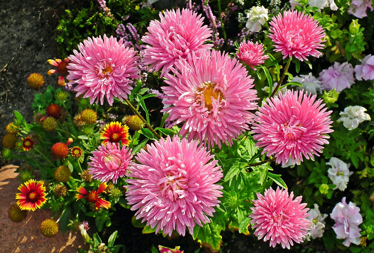 asters-4446063_1920.jpg