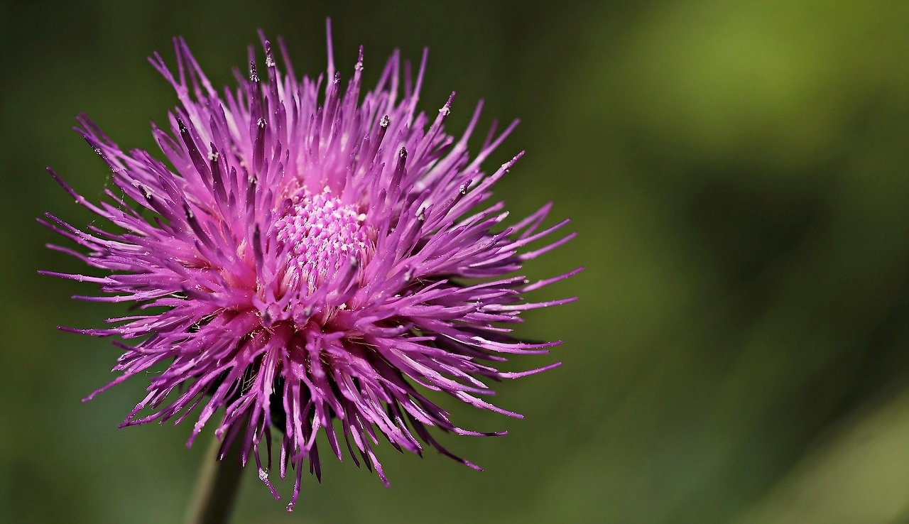 thistle-2416587_1920.jpg