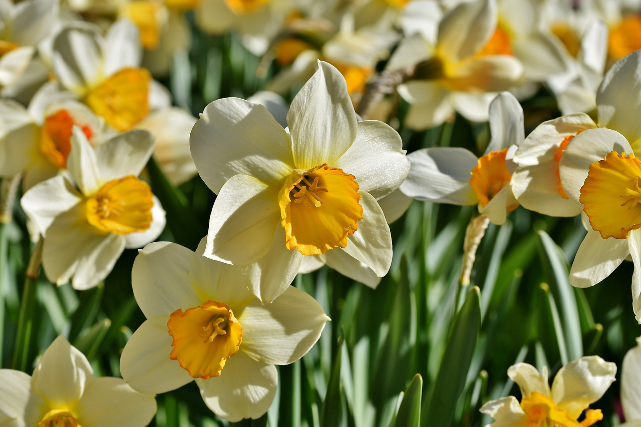 daffodil-4162300_1920.jpg
