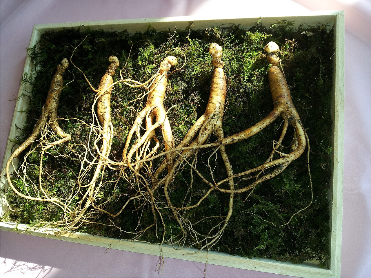 ginseng-641890_1920.jpg