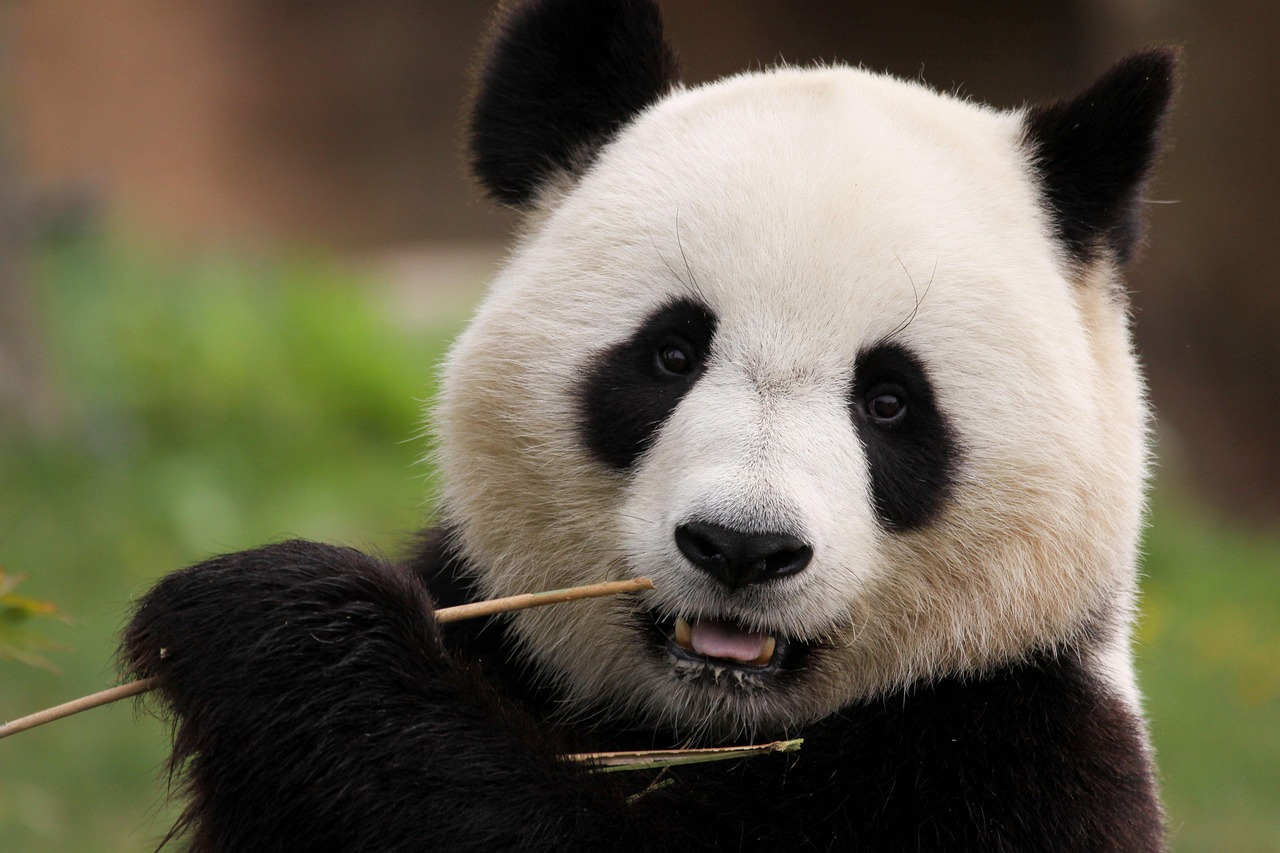 panda-8171354_1280.jpg