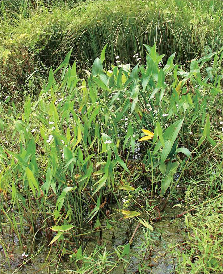 ib38_148_i1 국립수목원 국가생물종지식정보  식물.jpg