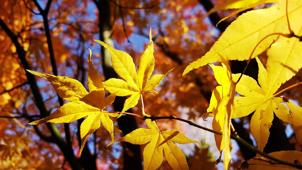 fall-3787419_1920.jpg