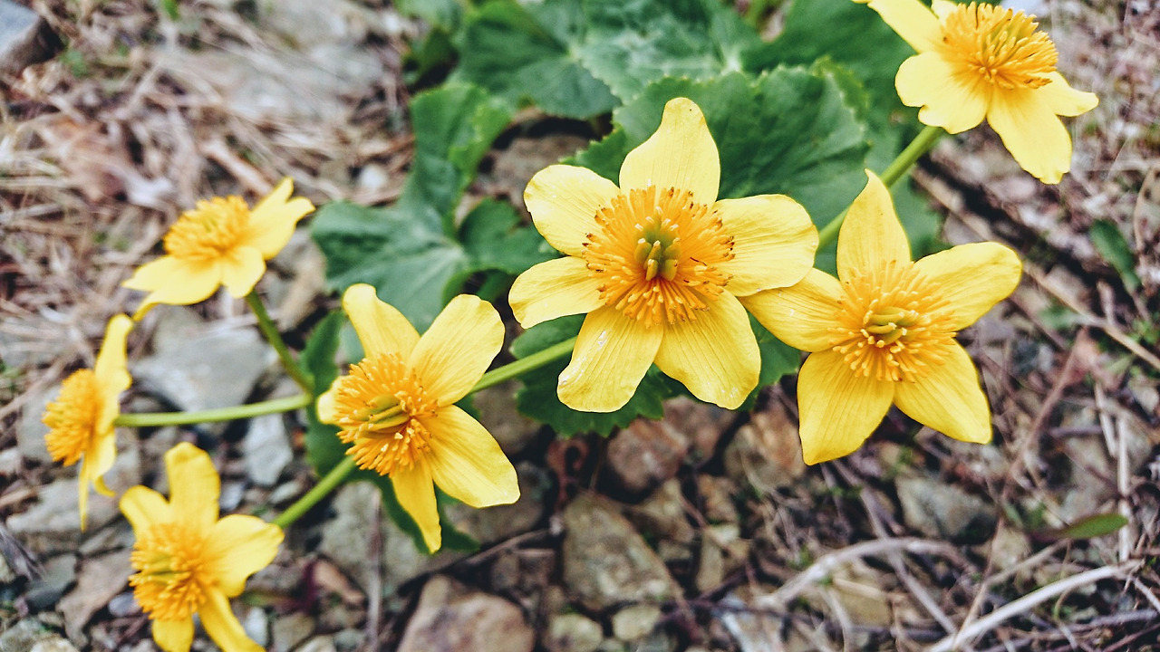 marsh-marigold-5947220_1920.jpg