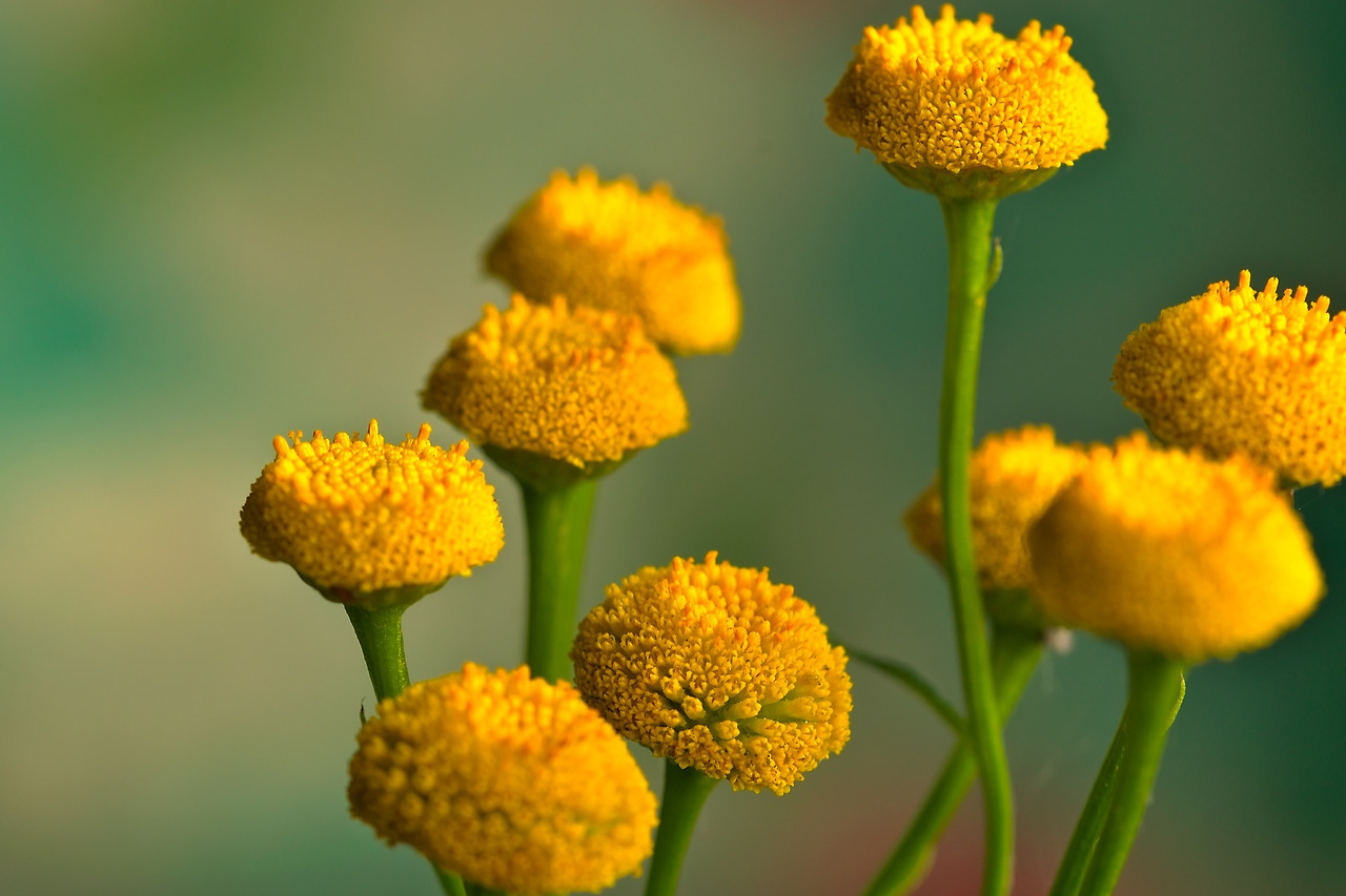 tansy-6618529_1920.jpg