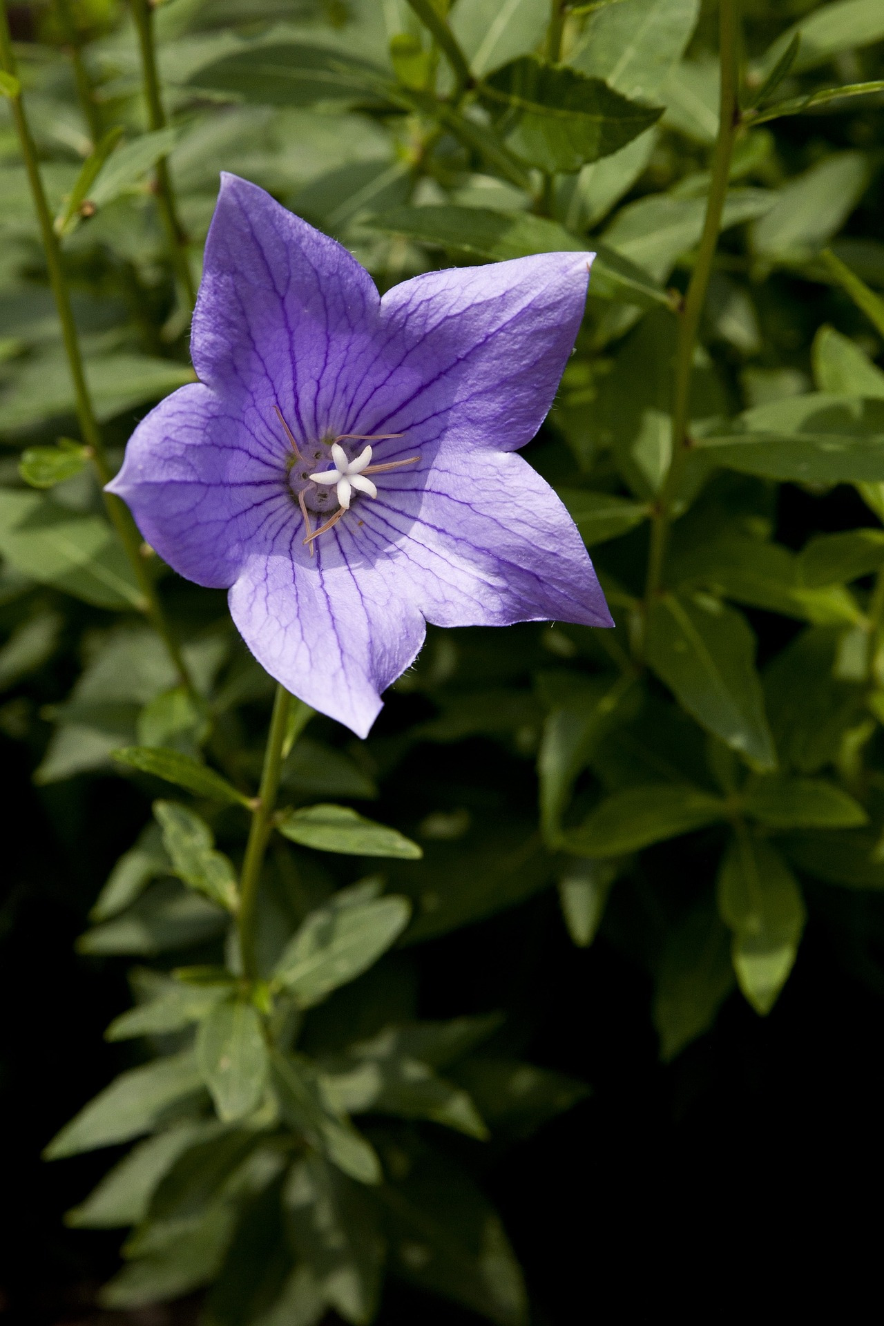 bellflower-flower-2522728_1920.jpg