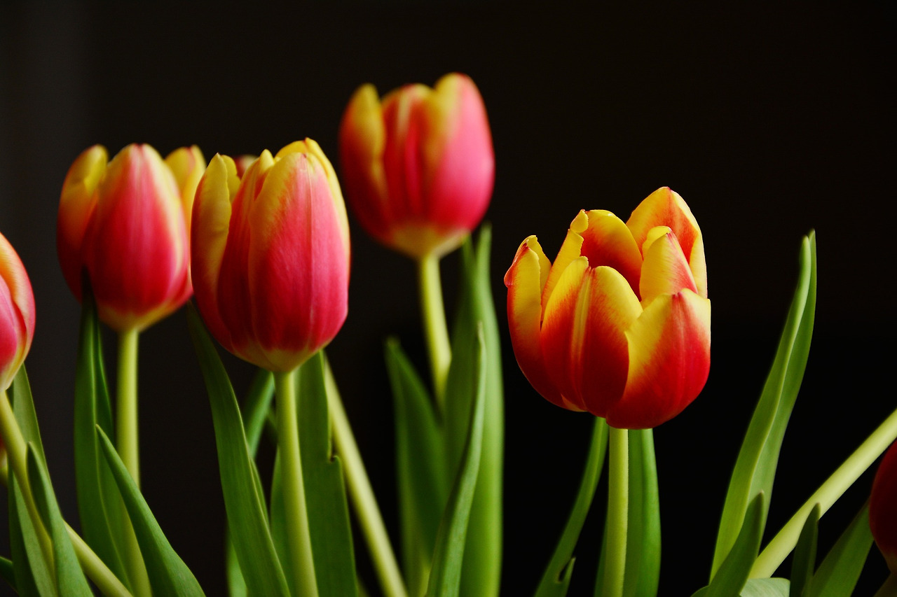 tulips-2048324_1920.jpg