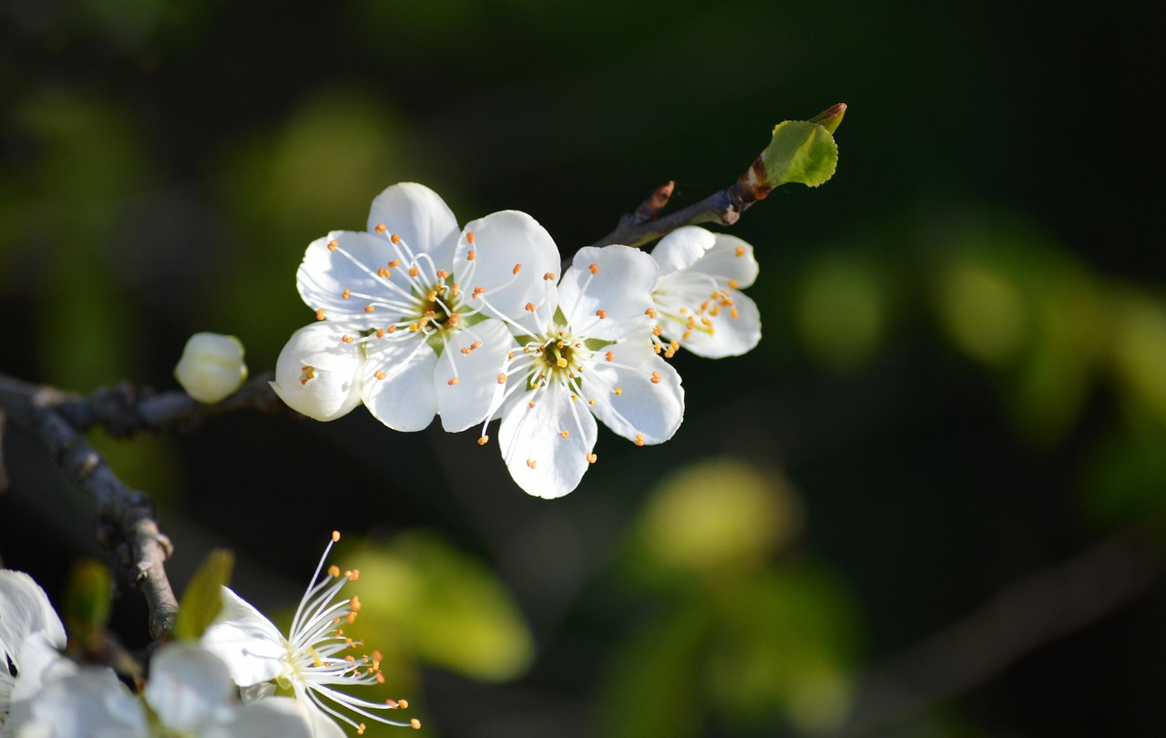 plum-blossoms-7942343_1280.jpg