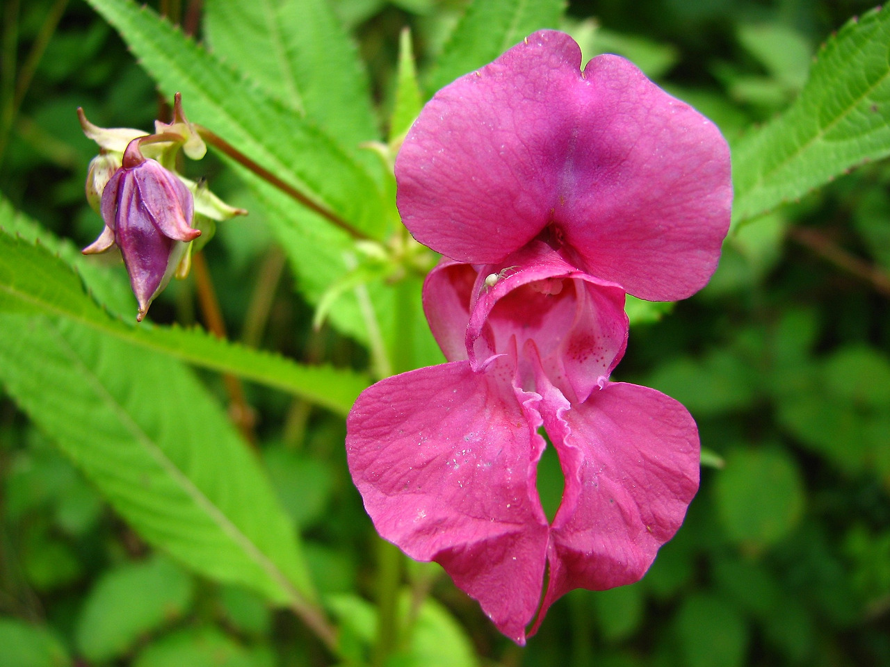 indian-balsam-394262_1920.jpg
