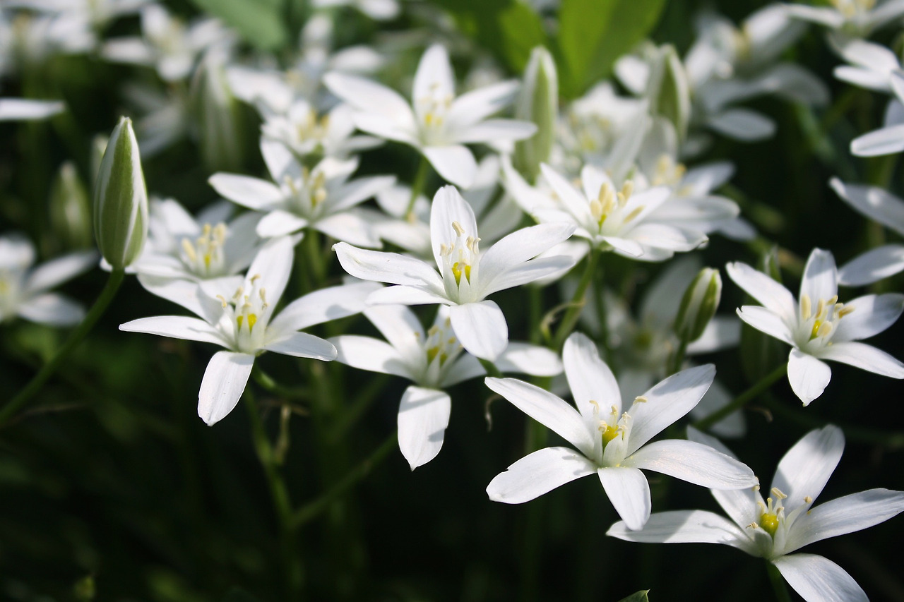 star-of-bethlehem-7073226_1920.jpg
