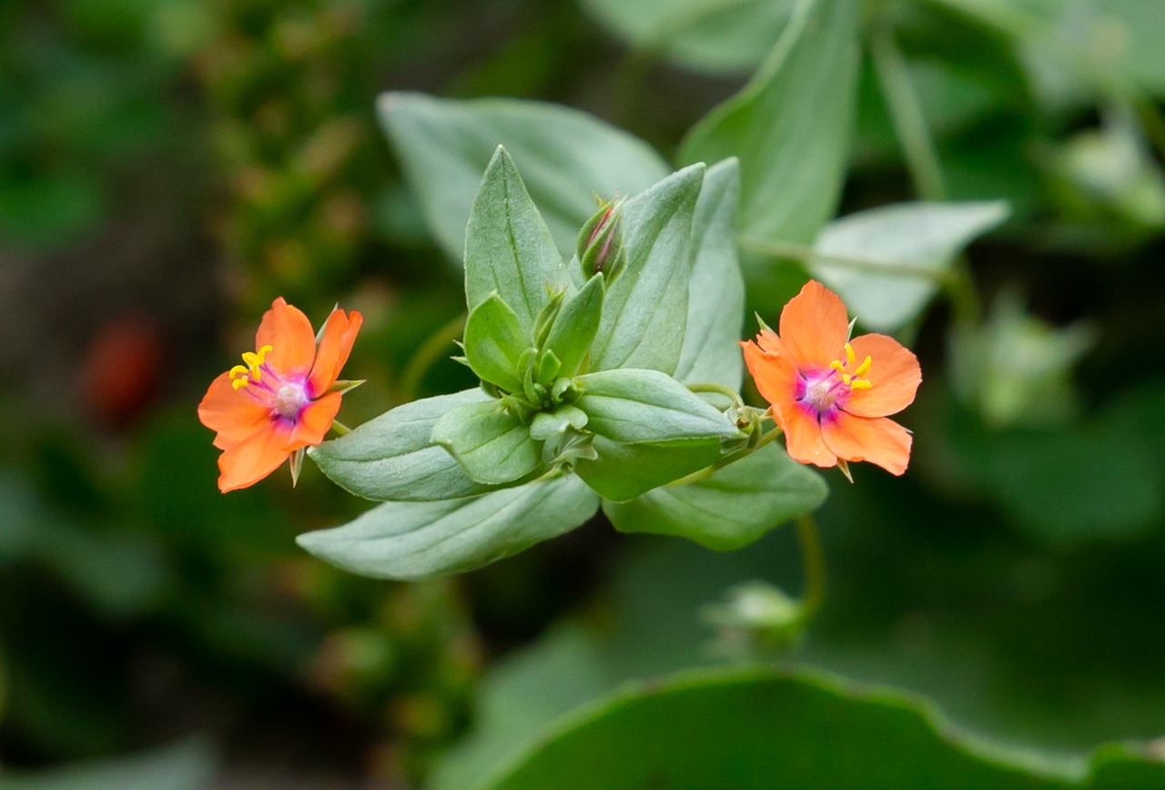scarlet-pimpernel-5470173_1280.jpg