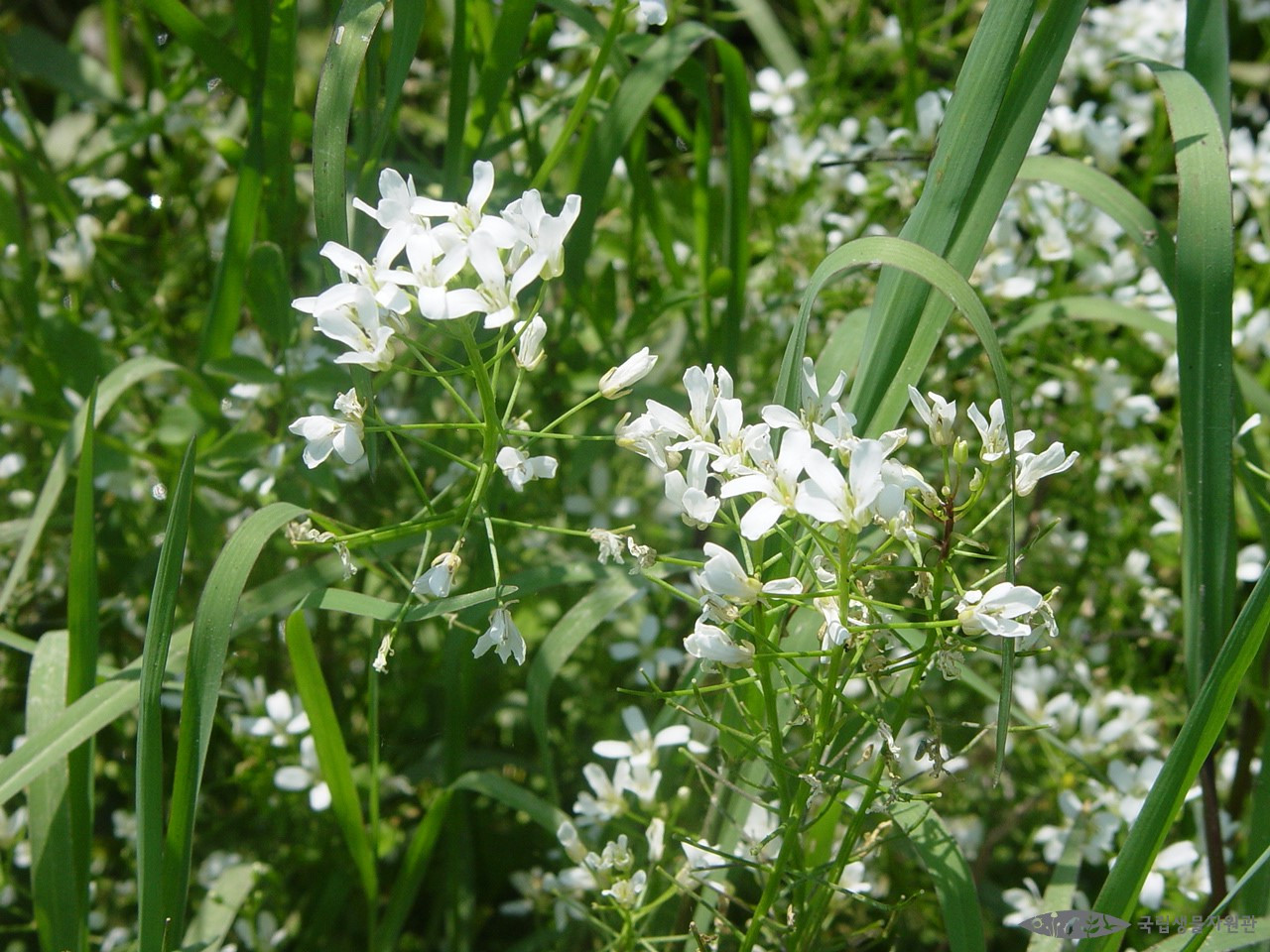 논냉이 국립생물자원관 생물다양성정보 3.jpg