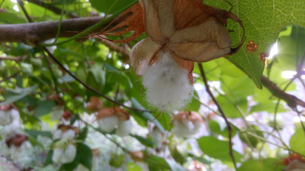 cotton-plant-6041123_1920.jpg