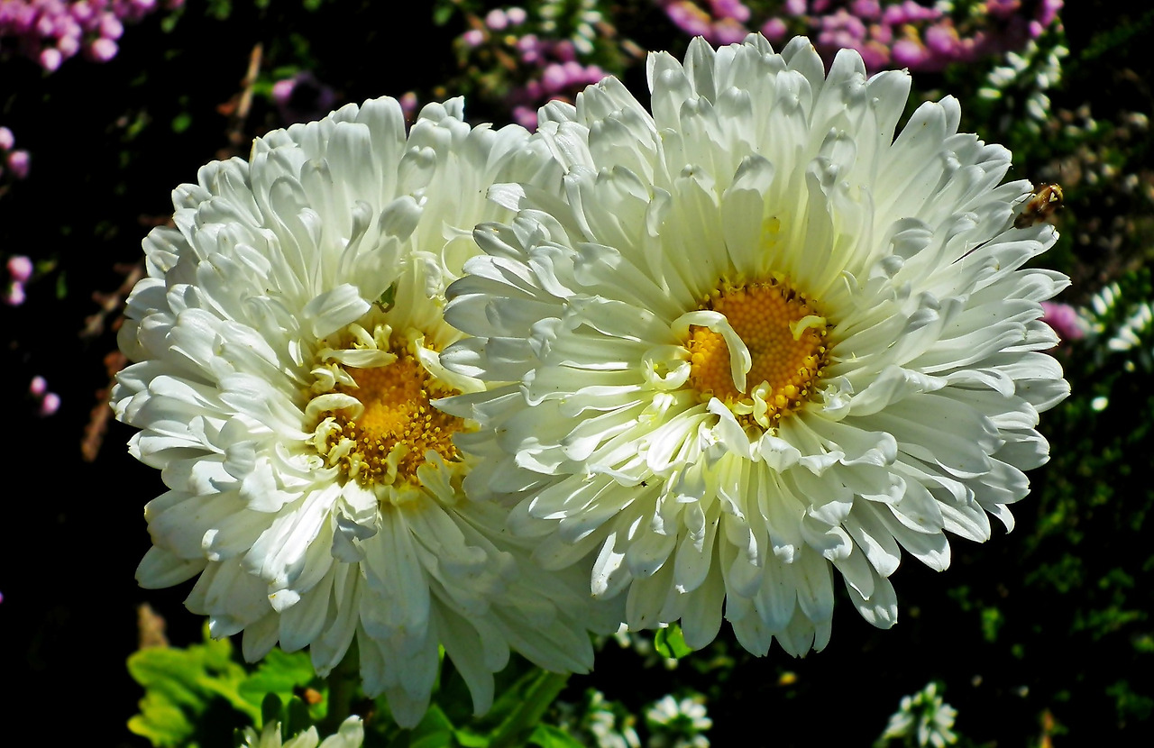 asters-4458672_1920.jpg