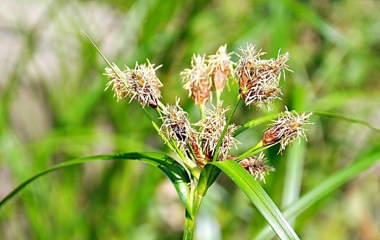 방동사니속 사초.jpg