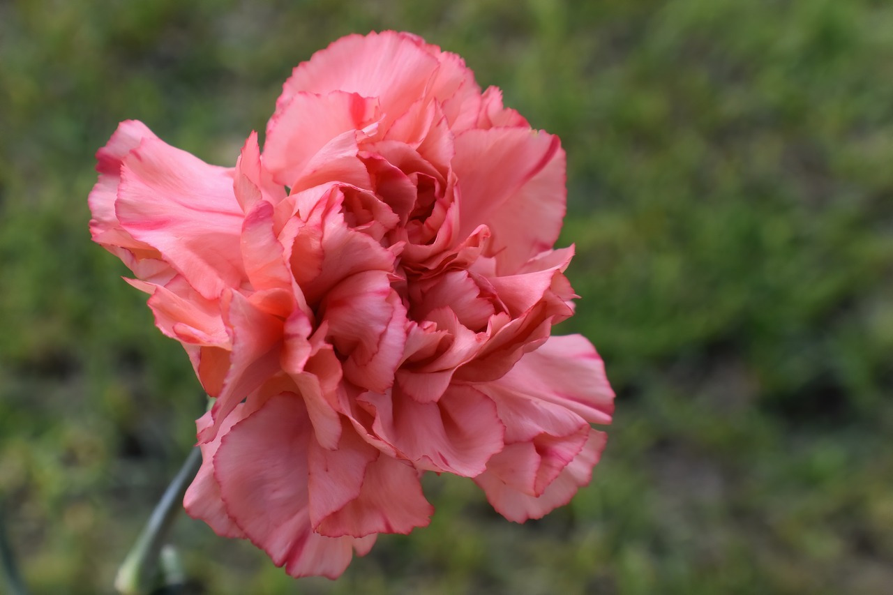 carnation-7465774_1280.jpg