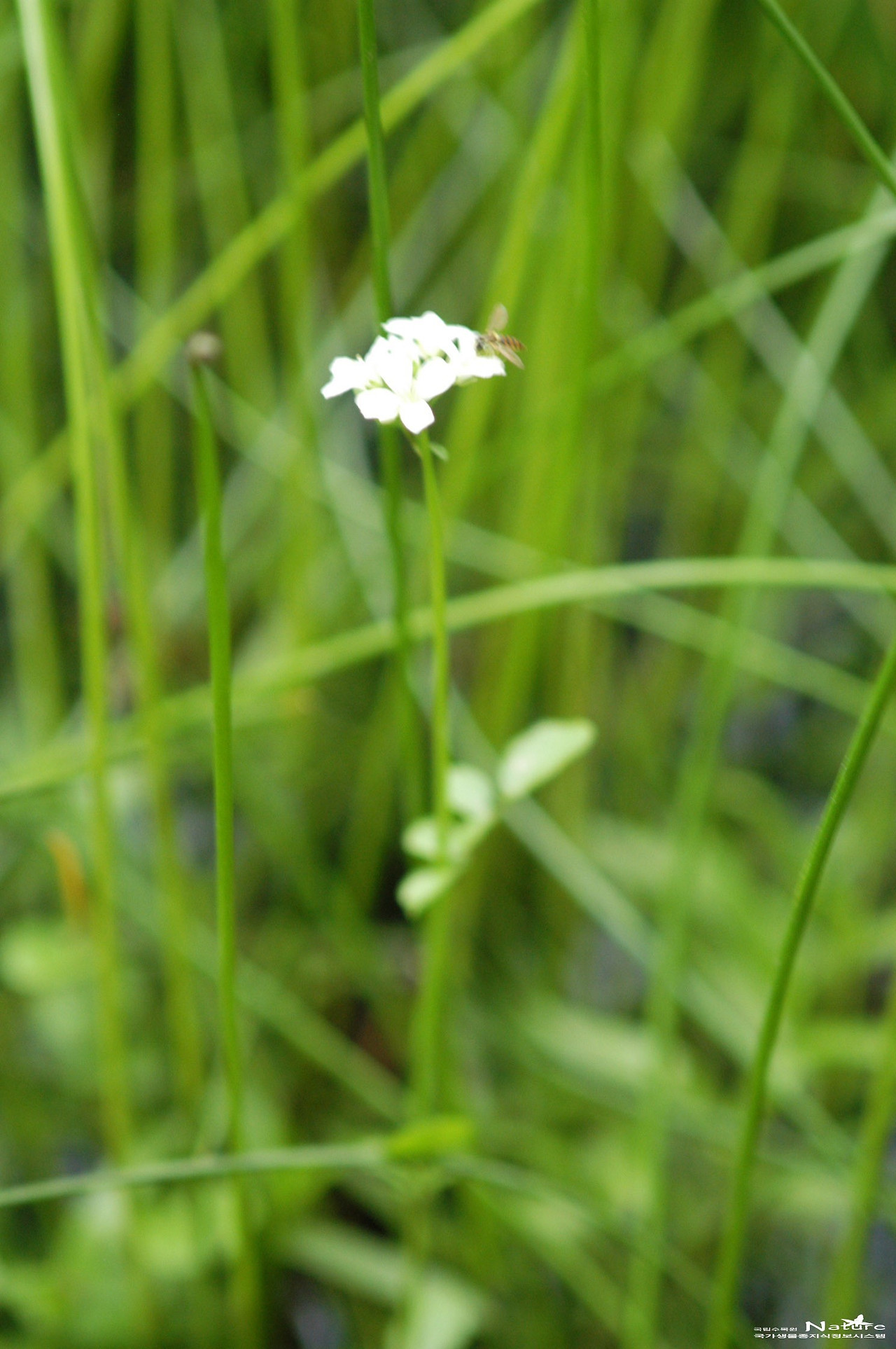 논냉이 국립수목원 국가생물종지식정보1.jpg