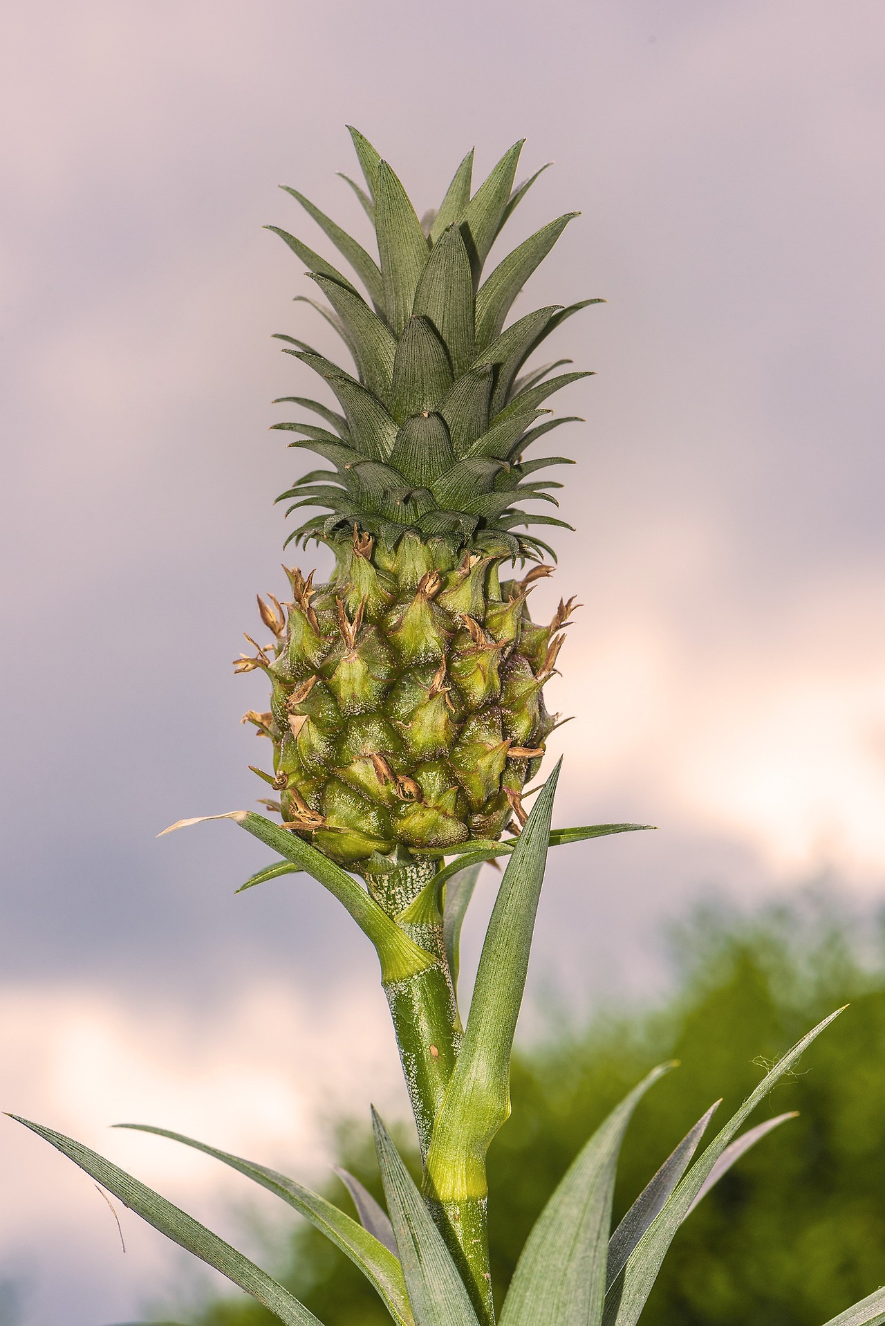 mini-pineapple-1462169_1920.jpg