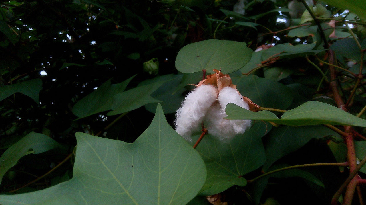 cotton-plant-6041124_1920.jpg