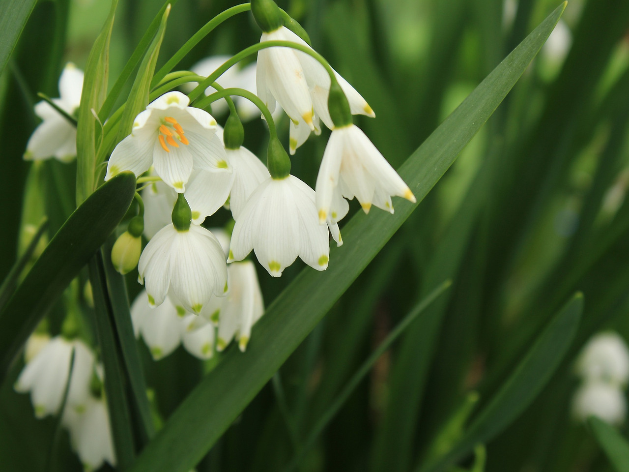 snow-drops-4823459_1920.jpg