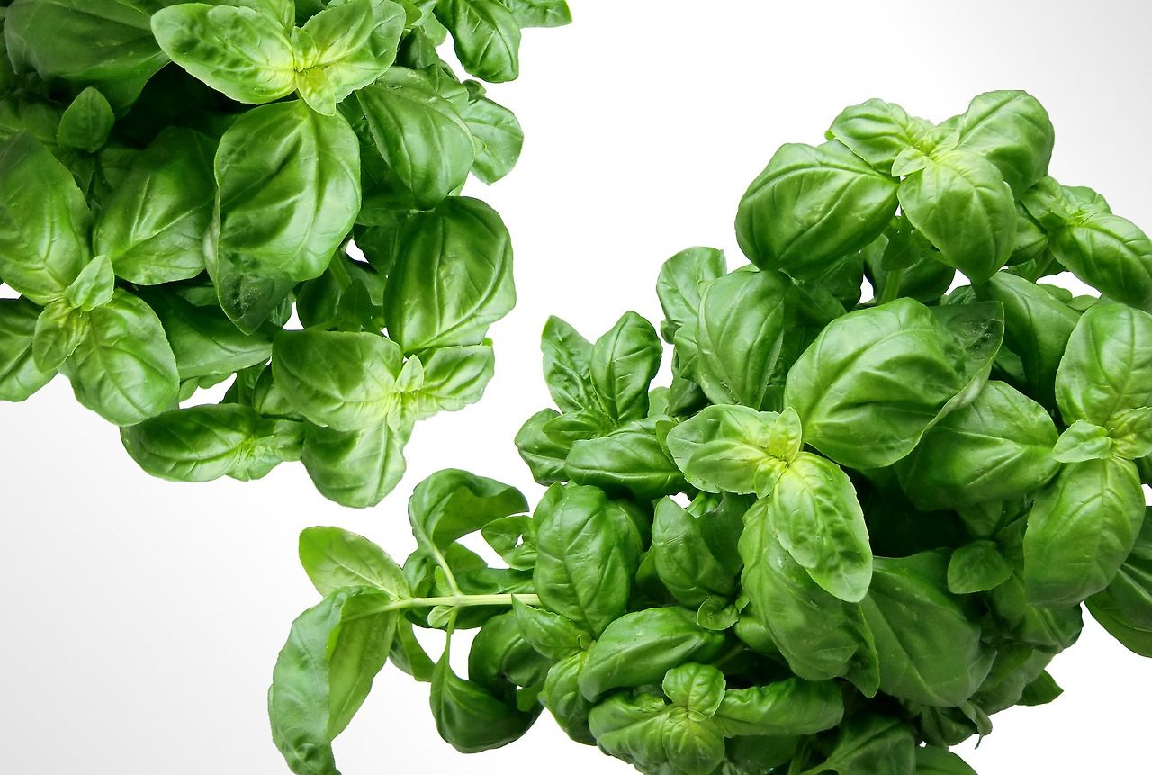 basil-583816_1920.jpg