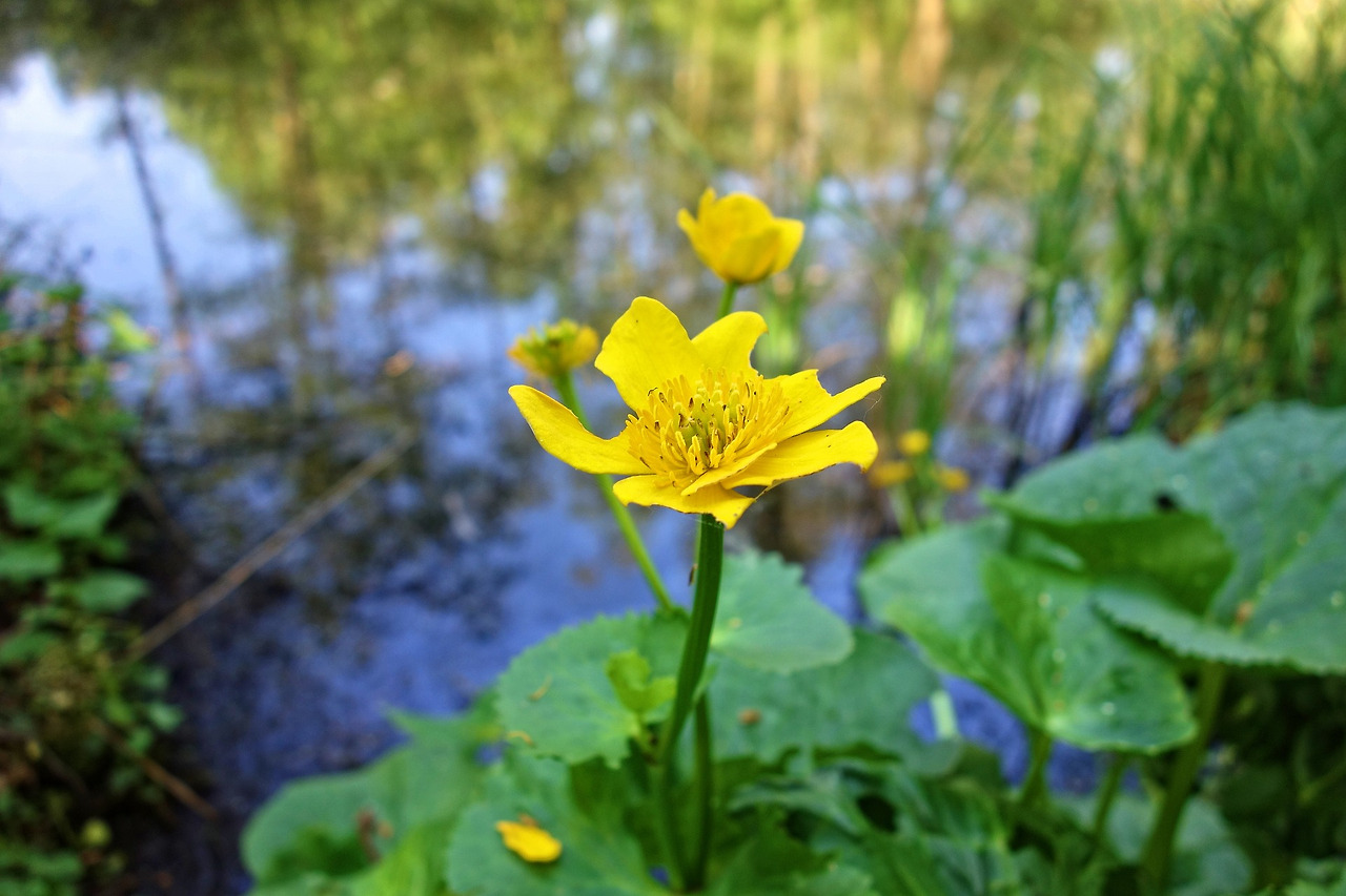 marsh-marigold-3386776_1920.jpg