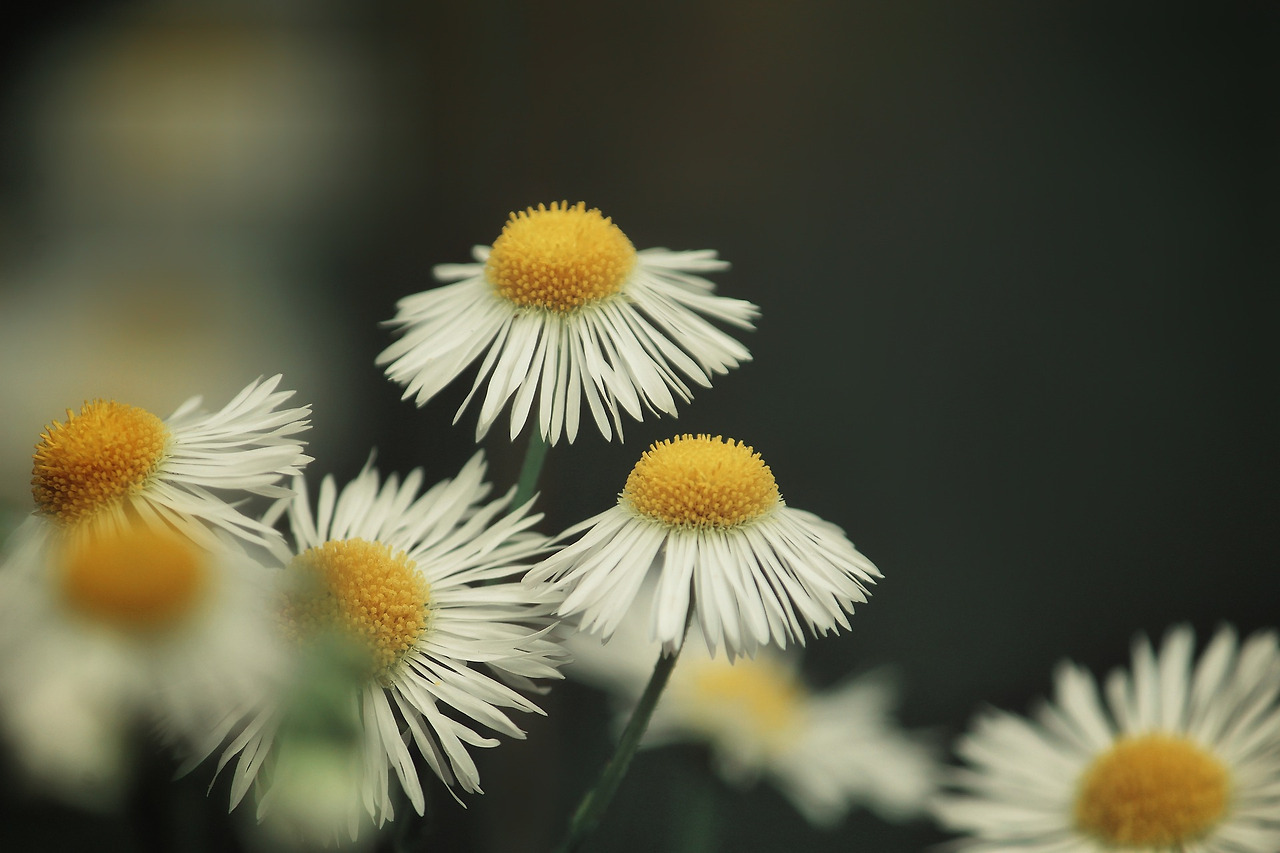 chamomile-6385050_1920.jpg
