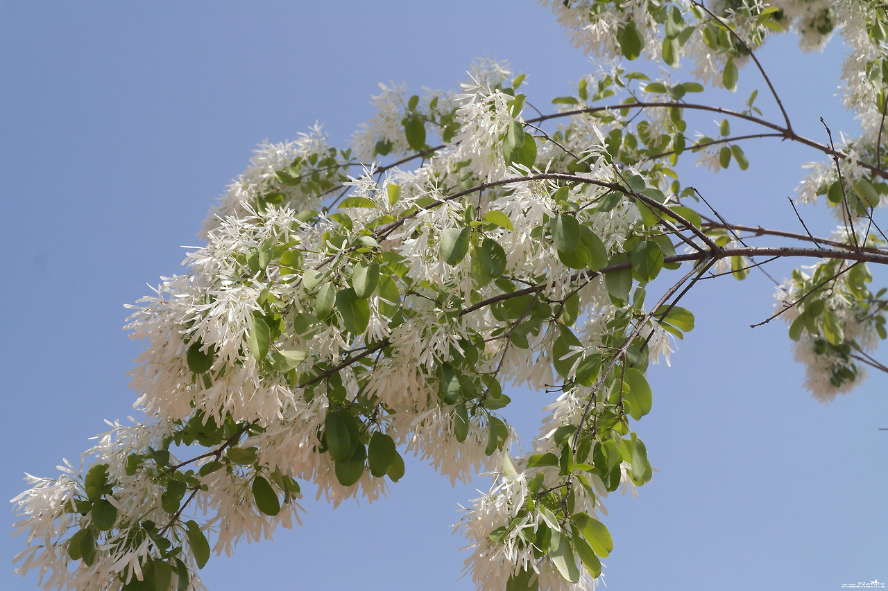 ib58_3183_i1 국립수목원 국가생물종지식정보.jpg