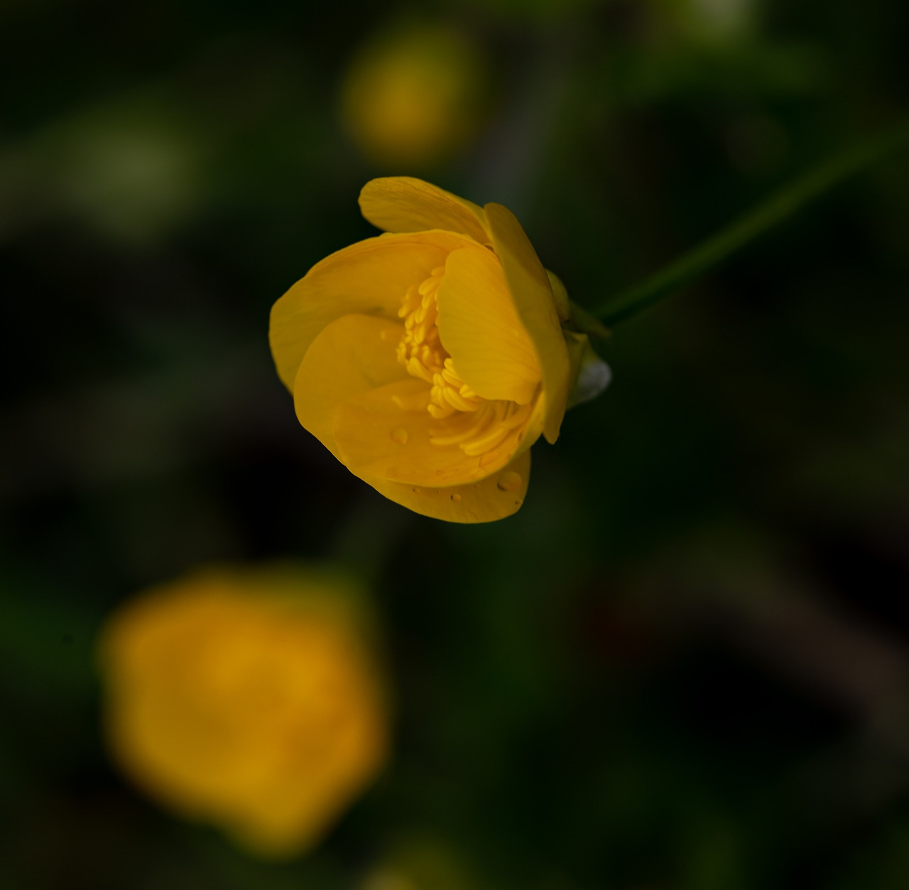 marsh-marigold-6260587_1920.jpg