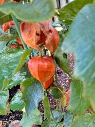 가을의 노래 국화. 꽃사과 (46).jpg