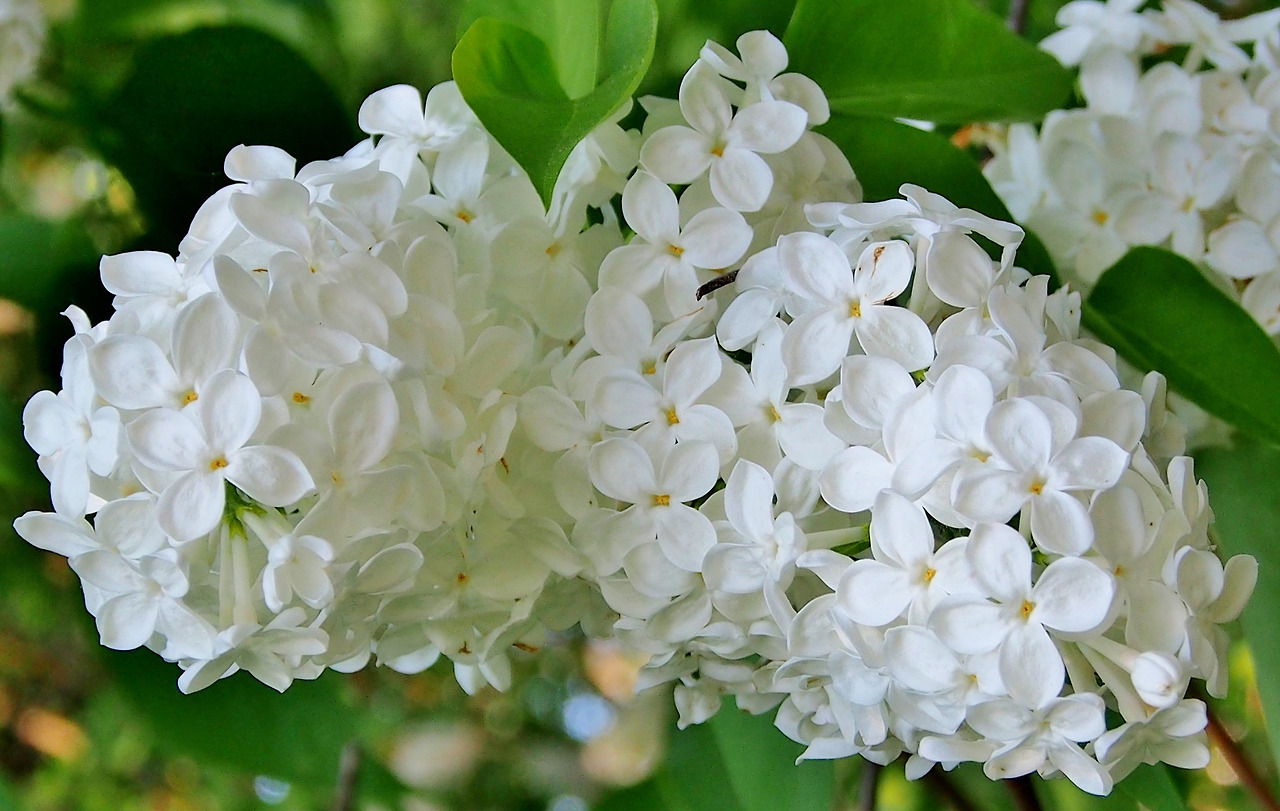 white-lilac-3547515_1920.jpg