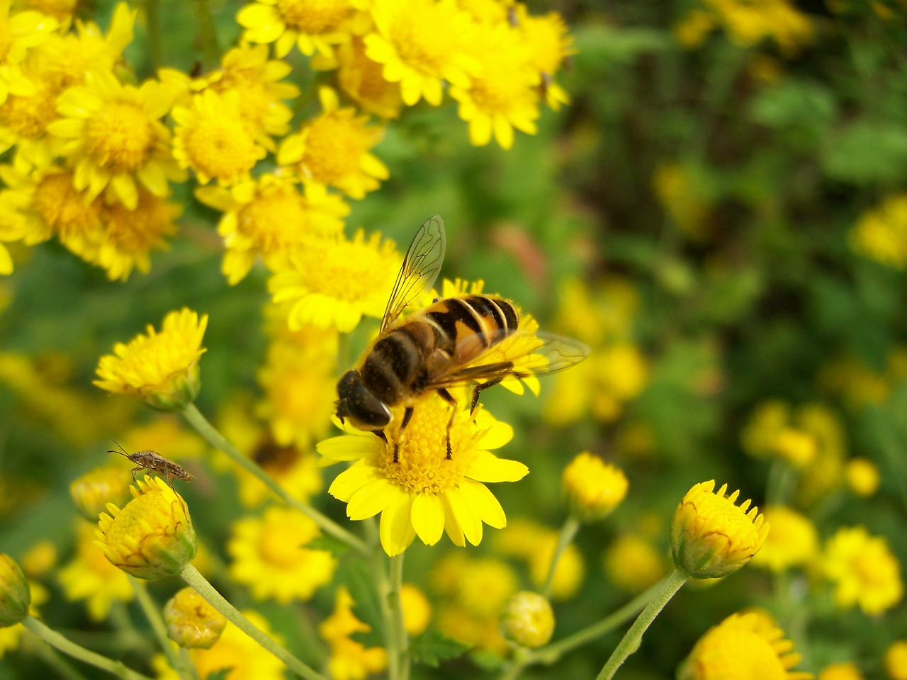 0 가가 금잔화와 벌.jpg