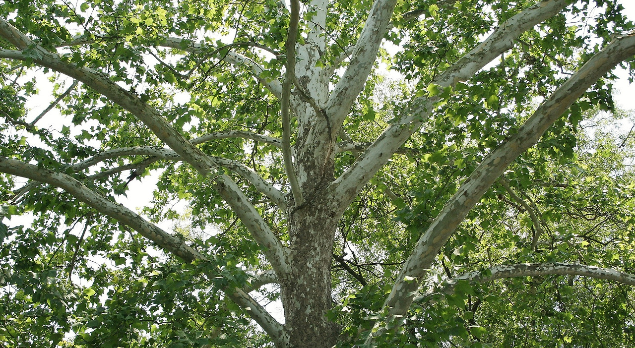 american-sycamore-51542_1920.jpg