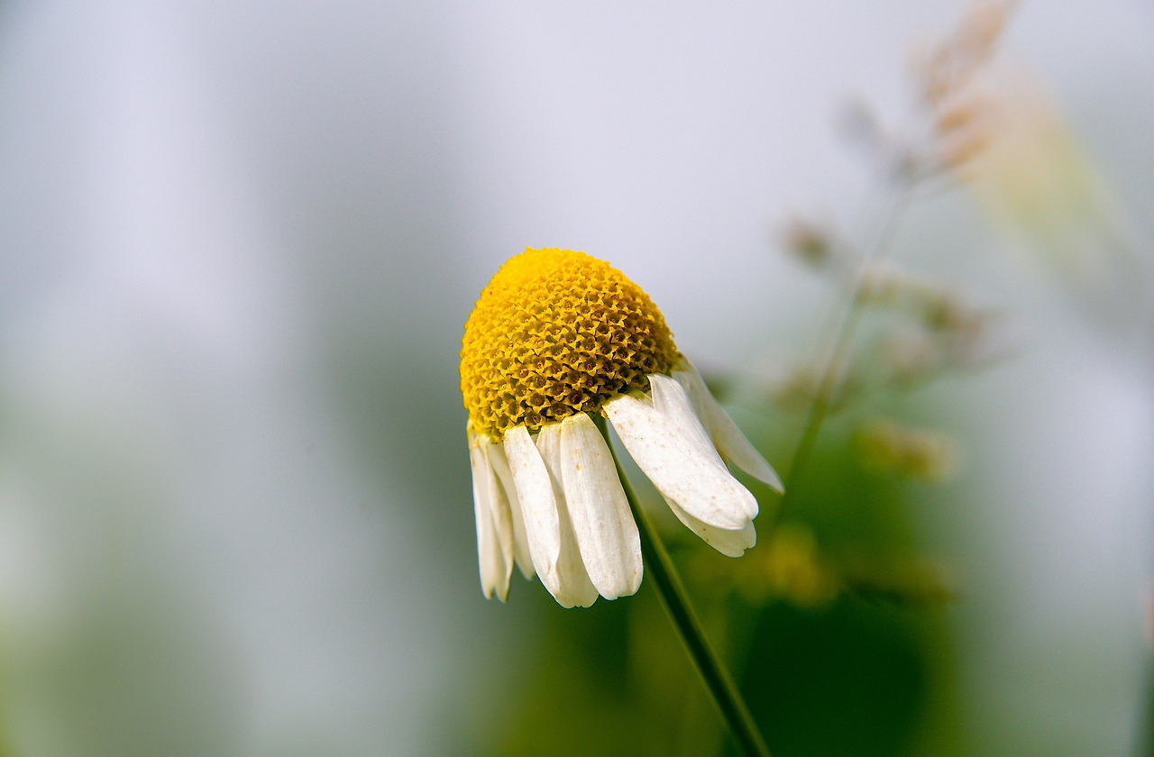 chamomile-6468022_1920.jpg