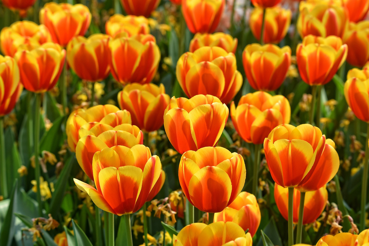 tulip-3358577_1920.jpg